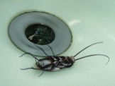 Cockroach