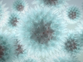 Virus Model